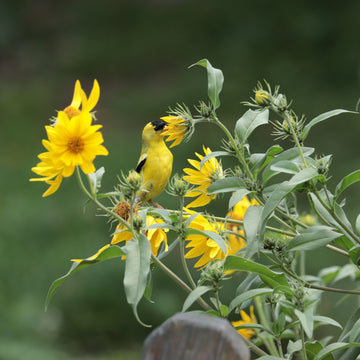 Image of Max Sunflower with yellow bird.